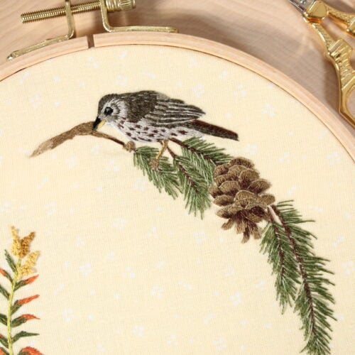closeup of a bird perched on a pine branch