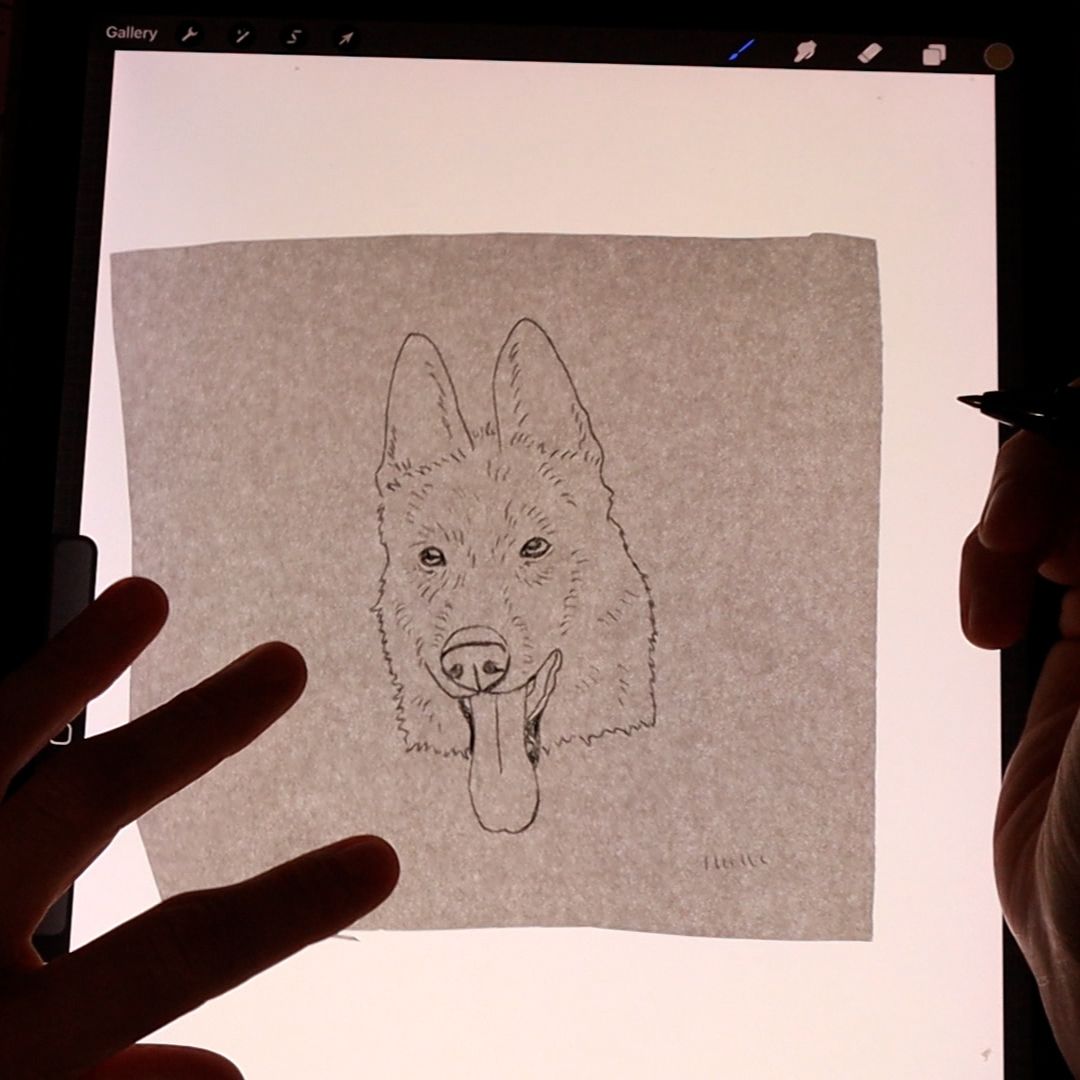 filling in the features of the dog